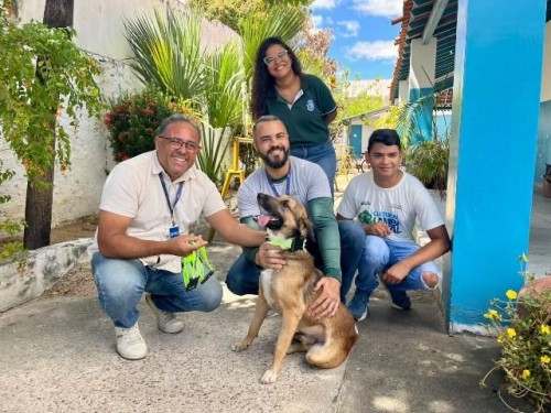 Animais Animais