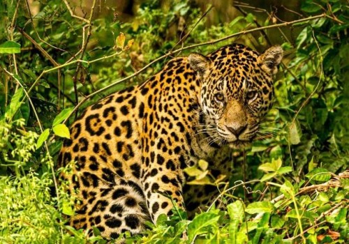 “Pantanal “Pantanal