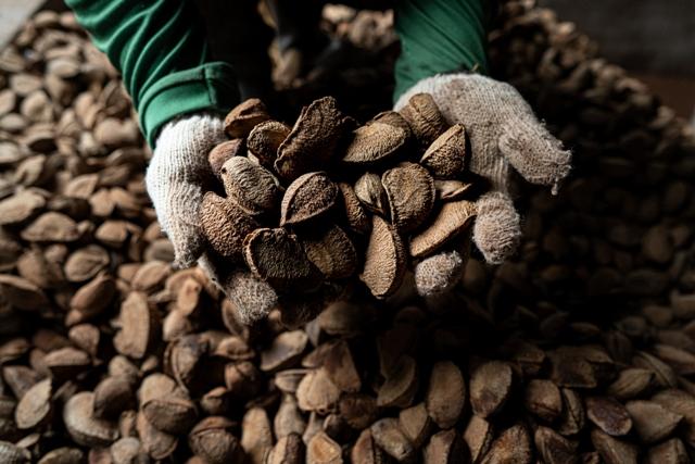Mecanismo Amazônia Viva conclui segundo ciclo de crédito com 100% de adimplência e fortalece sociobioeconomia na região