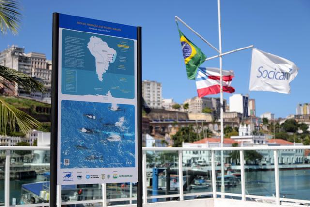 Temporada de baleias jubarte tem alta de 20% no número de observadores em Salvador