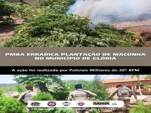 POLICIA MILITAR ERRADICA PLANTAÇÃO DE MACONHA NO MUNICÍPIO DE GLÓRIA