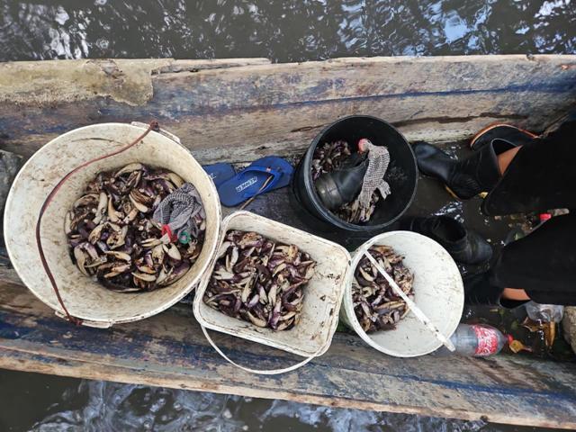 PM flagra grupo que realizava captura proibida de caranguejo-uçá