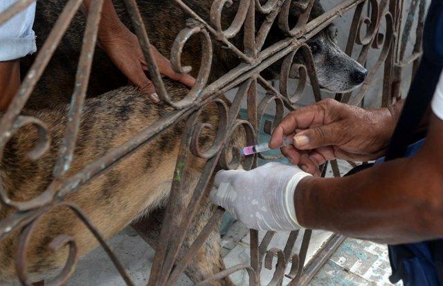 Vacinação antirrábica é realizada em quatro bairros limítrofes de Salvador; confira cronograma
