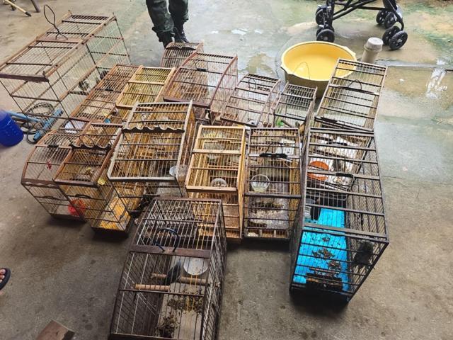 PM-AL resgata 89 aves silvestres durante fiscalização do Batalhão Ambiental no interior