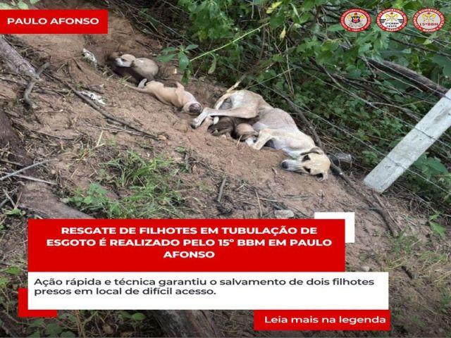 RESGATE DE FILHOTES EM TUBULAÇÃO DE ESGOTO É REALIZADO PELO 15º BBM EM PAULO AFONSO