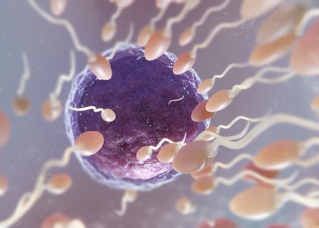 Qualidade dos óvulos é fator decisivo na preservação da fertilidade, alertam especialistas